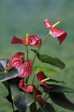 Flamingo flower (Anthurium), flowering, houseplant, Ellerstadt, Germany