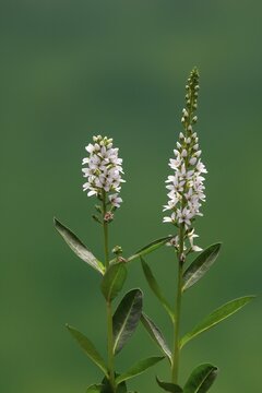 Spiked speedwell (Veronica spicata, Pseudolysimachion spicatum), white, flower, flowering, Germany
