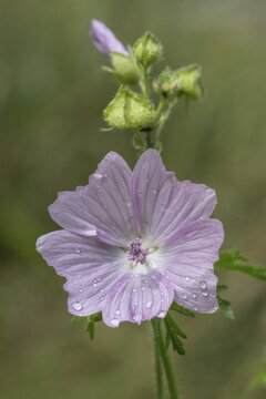 Mallow (Malva moschata), Emsland, Lower Saxony, Germany