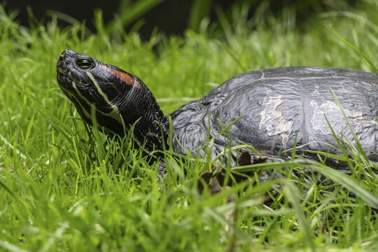 Red-eared slider (Trachemys scripta elegans), Emsland, Lower Saxony, Germany