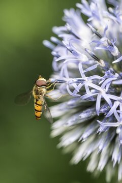 Wood hoverfly (Syrphus balteatus) on globe thistle (Echinops ritro), Emsland, Lower Saxony, Germany