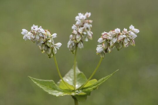 Buckwheat (Fagopyrum esculentum), Emsland, Lower Saxony, Germany