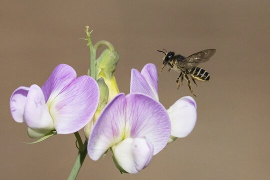 A pea moth bee (Megachile ericetorum) flies towards a purple-white flower, pea (Lathyrus odoratus), in a close-up, Hesse, Germany