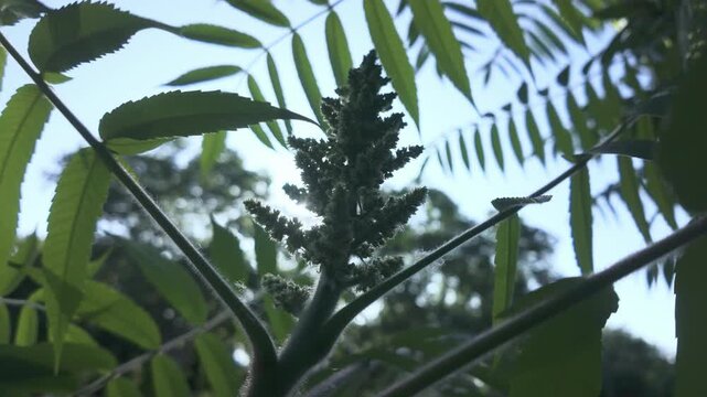 Close-up of flower and green foliage of blooming Sumac tree in sunlight, backlit by sun 