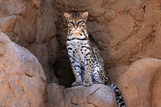 Ocelot (Leopardus pardalis), adult, sitting, at the den, alert, Sonora Desert, Arizona, North America, USA