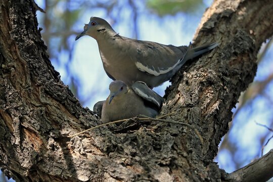White-winged dove (Zenaida asiatica), adult, pair, mating, on tree, Sonoran Desert, Arizona, North America, USA