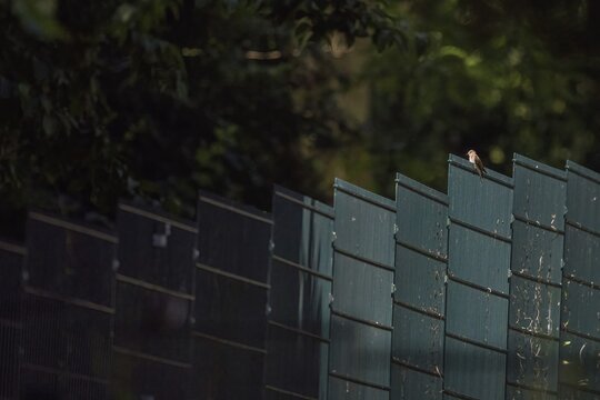 A spotted flycatcher (Muscicapa striata) sitting on the top of a high fence in dark surroundings, Hesse, Germany