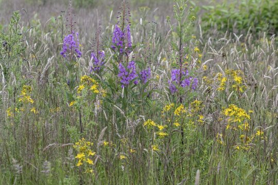 Willowherb (Epilobium angustifolium) and St John's Wort (Hypericum perforatum) between grasses by the roadside, Emsland, Lower Saxony, Germany