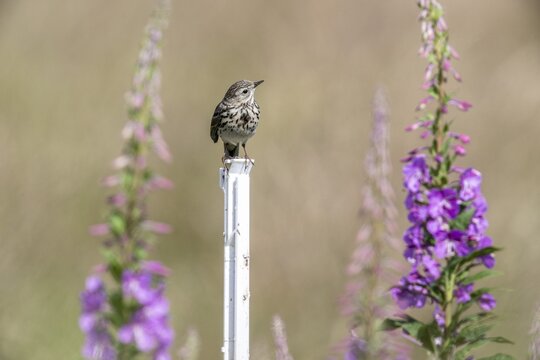 Tree pipit (Anthus trivialis) sitting on a pasture fence between willowherbs (Epilobium angustifolium), Emsland, Lower Saxony, Germany