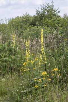 Dark mullein (Verbascum nigrum), Emsland, Lower Saxony, Germany