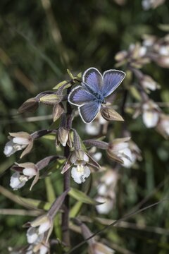 Amanda's blue (Polyommatus amandus), Emsland, Lower Saxony, Germany