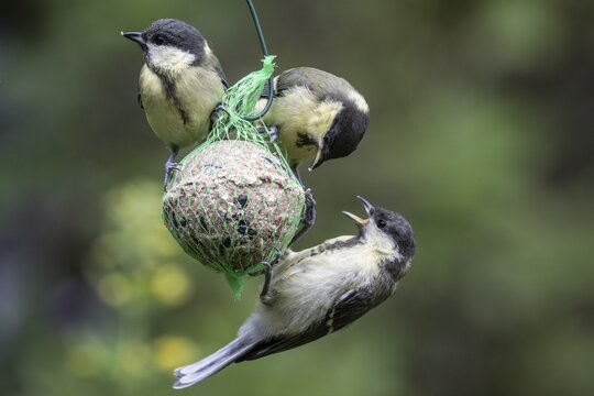 Great tits (Parus major) at the tit dumpling, Emsland, Lower Saxony, Germany