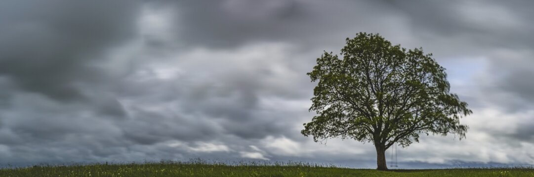 Maple tree (Acer pseudoplataus) near Kornhofen, Allg&auml;u Alpine foothills, Allg&auml;u, Bavaria, Germany