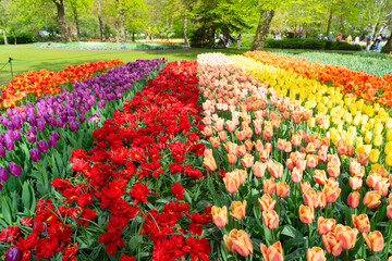 vibrant tulip beds in park, endless rows of red, pink, yellow and purple tulips forming bold color bands, sunlit leaves and lush green lawn, mature trees