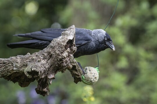 Western jackdaw (Corvus monedula) at a fat ball, Emsland, Lower Saxony, Germany