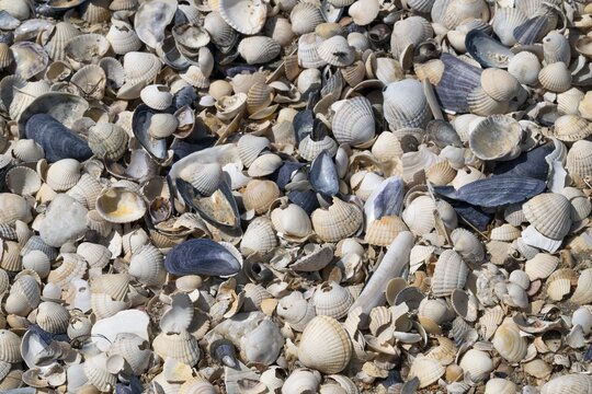 Shells, beach, Hallig Hooge, North Frisia, Schleswig-Holstein, Germany