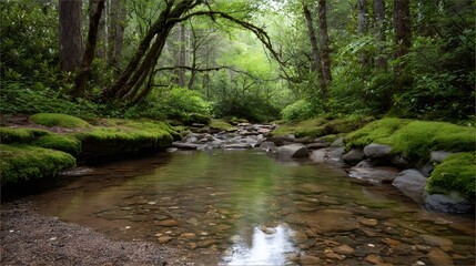 Obraz premium A clear forest stream meanders gently over moss covered rocks and stones bathed in d d sunlight
