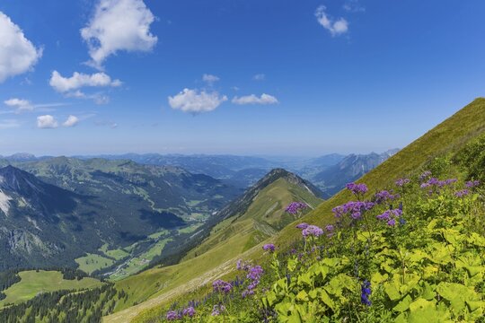 Alpendostyles (Adenostyles) and aconite (Aconitum napellus), on the Wildengundkopf, 2238m, Allg&auml;u Alps, Bavaria, Germany