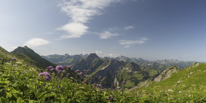 Mountain panorama with Alpendostyles (Adenostyles) from Laufbacher-Eckweg to H&ouml;fats, 2259m, Allg&auml;u Alps, Allg&auml;u, Bavaria, Germany