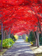 北海道の絶景 平岡樹芸センター もみじのトンネル