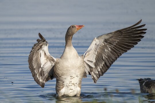 Greylag goose (Anser anser), gander flapping its wings, imposing behaviour, Hauke-Haien-Koog nature reserve, North Friesland, Schleswig-Holstein, Germany