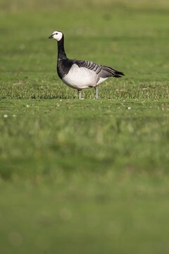 Barnacle goose or barnacle goose (Branta leucopsis), Hauke-Haien-Koog nature reserve, North Friesland, Schleswig-Holstein, Germany