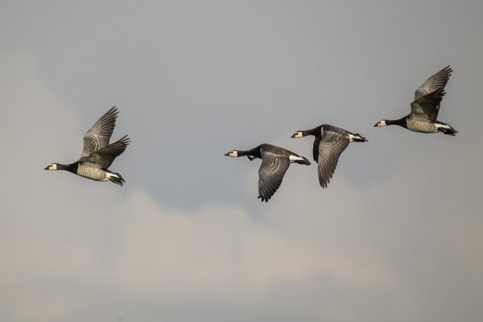 Barnacle geese or barnacle geese (Branta leucopsis) flying in formation over Hauke-Haien-Koog nature reserve, North Friesland, Schleswig-Holstein, Germany