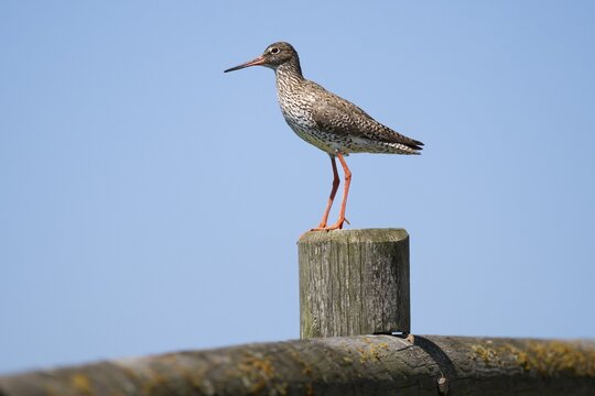 Common redshank (Tringa totanus) sitting on a fence post, Hallig Hooge, Wadden Sea, Schleswig-Holstein, Germany