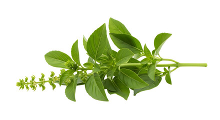 Obraz premium Fresh basil branch isolated on transparent background, close up studio shot ,ai generated image