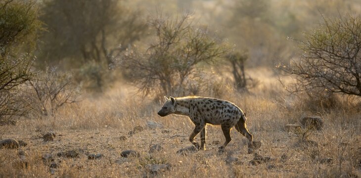 Spotted hyenas (Crocuta crocuta), in the morning light in dry grass, Kruger National Park, South Africa