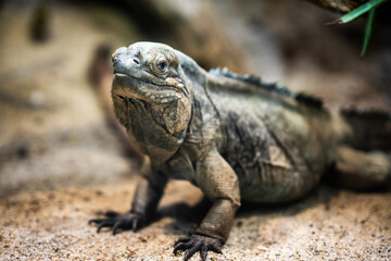 Rhinoceros Iguana Close-Up — Powerful Endemic Lizard from Wild Haiti Landscape