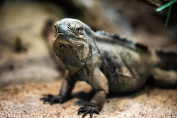 Rhinoceros Iguana Close-Up — Powerful Endemic Lizard from Wild Haiti Landscape