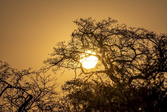 Sun setting behind leafless trees, African savannah, Kruger National Park, South Africa