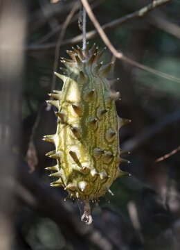 Horned cucumber or horned melon (Cucumis metuliferus), unripe fruit hanging from the tree, Kruger National Park, South Africa