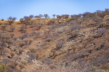 Leafless trees, barren dry landscape with red and yellow hills, Kaokoveld, Kunene, Namibia