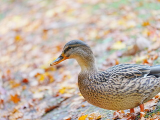 かわいいマガモ