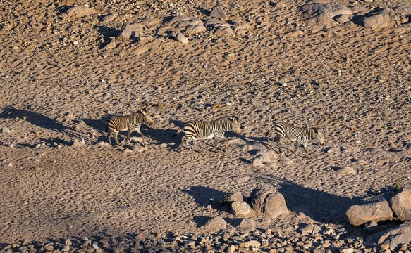 Three hartmann's mountain zebras (Equus zebra hartmannae) in the sand, from above, Hobatere Concession, Namibia