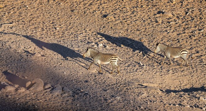 Two hartmann's mountain zebras (Equus zebra hartmannae) in the sand, casting long shadows, from above, Hobatere Concession, Namibia