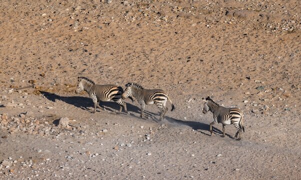 Three hartmann's mountain zebras (Equus zebra hartmannae) in the sand, from above, Hobatere Concession, Namibia
