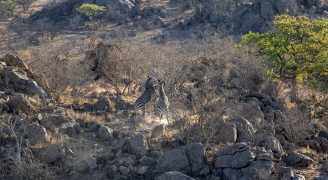 Hartmann's mountain zebras (Equus zebra hartmannae) between rocks, fighting, from above, Hobatere Concession, Namibia