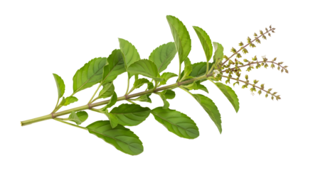 Holy basil branch with leaves and flowers isolated on transparent background , ai generated image