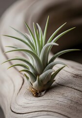 Obraz premium Close-up of an air plant (Tillandsia) with textured green leaves on natural driftwood