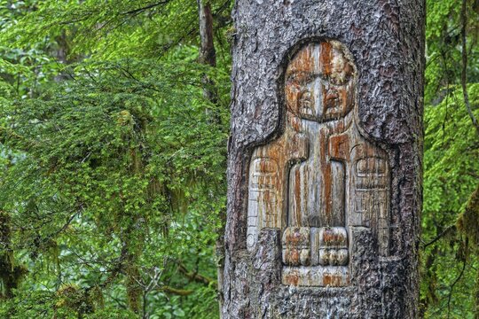 Indian drawings on a Sitka spruce, Tlingit people, art, Southeast Alaska, Alaska, USA