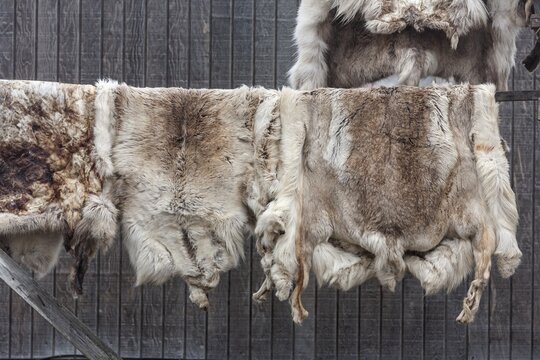 Caribou pelts hanging to dry on a house, Barrow, Alaska, USA