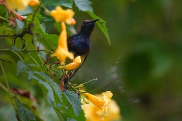 A black-throated sunbird is feeding on nectar from a flower in nature.