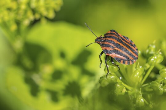 Italian striped bug (Graphosoma lineatum), Emsland, Lower Saxony, Germany