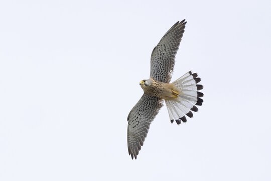 A common kestrel (Falco tinnunculus), male, in the air with wings outstretched and tail spread against a clear sky, Hesse, Germany