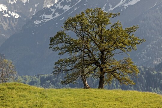 Group of trees in spring, near Sch&ouml;llang, Oberallg&auml;u, Allg&auml;u, Bavaria, Germany