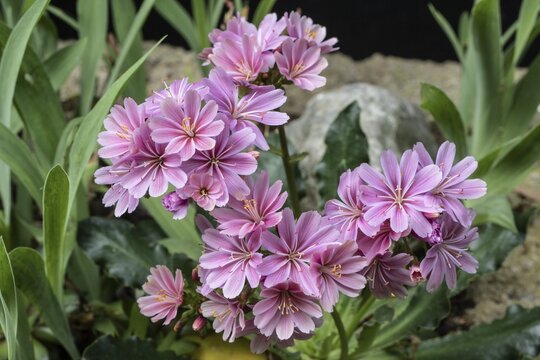 Bitterroot (Lewisia cotyledon), Emsland, Lower Saxony, Germany