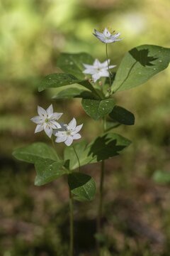 Chickweed wintergreen (Trientalis europaea), Emsland, Lower Saxony, Germany